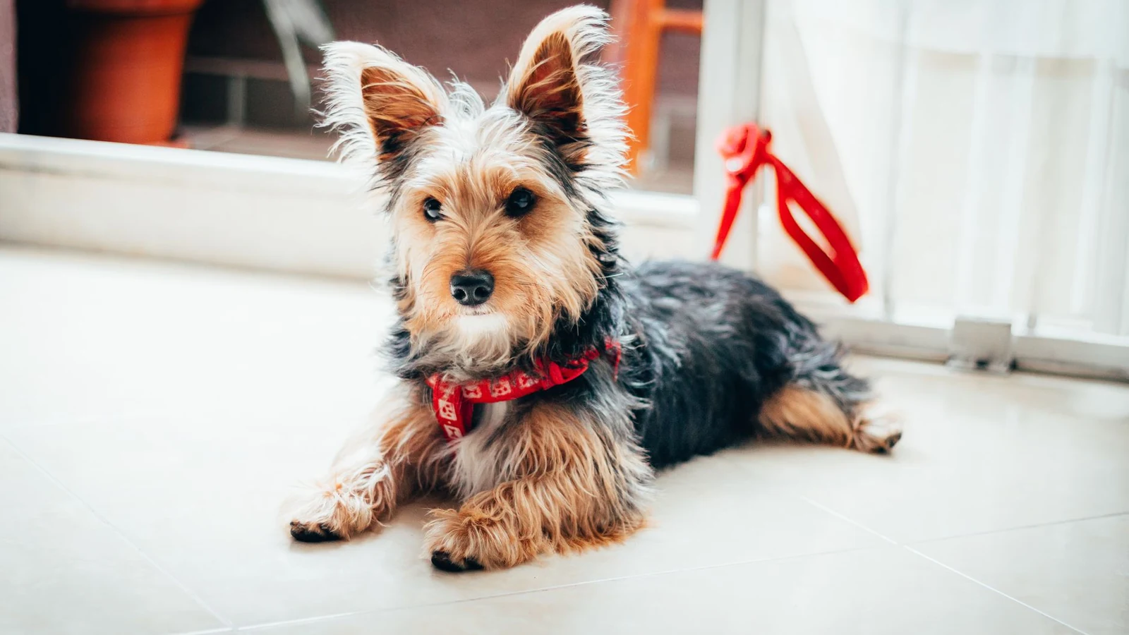 An adorable Yorkshire Terrier lying on a tiled floor with a red leash indoors. — selected for United States readers