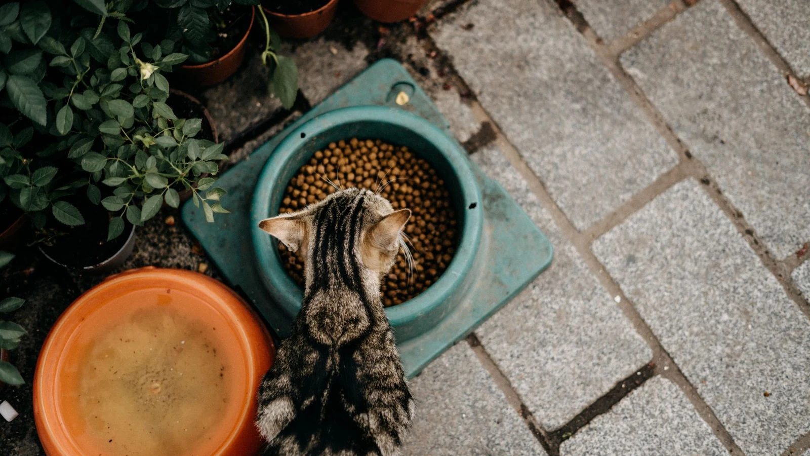 Overhead view of a tabby cat eating dry food next to potted plants. — selected for United States readers