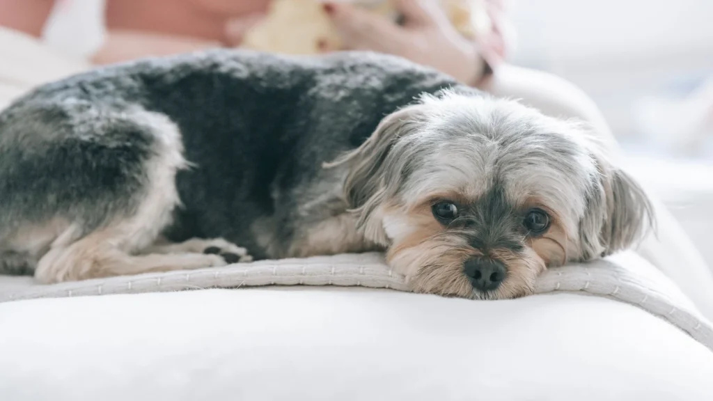 Cute hairy Morkie dog lying on soft bed with white blanket near crop woman and baby in light room at home — selected for United States readers